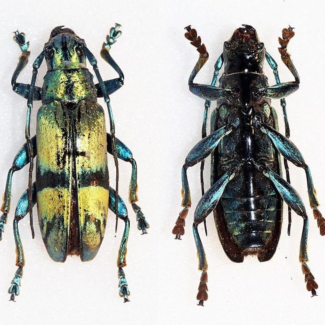 Additive Manufacturing 4D iridescent beetle